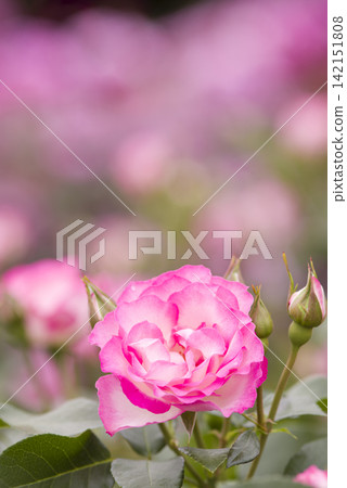 Pink and white roses are in bloom in the rose garden. The name of this rose is Bordur Rose. Pink and white roses are in bloom in the rose garden. The name of this rose is Bordur Rose. 142151808