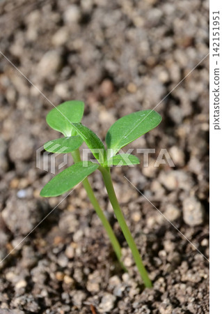 特寫:向日葵幼苗破土而出,沐浴在晨曦之中。 特寫:向日葵幼苗破土而出,沐浴在晨曦之中。 142151951