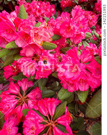 Pink flowers bloom in a garden during spring Pink flowers bloom in a garden during spring 142151993