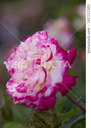 玫瑰花園裡盛開著粉紅色和白色的玫瑰花朵。這朵玫瑰的名字叫Double Delight。 玫瑰花園裡盛開著粉紅色和白色的玫瑰花朵。這朵玫瑰的名字叫Double Delight。 142152301