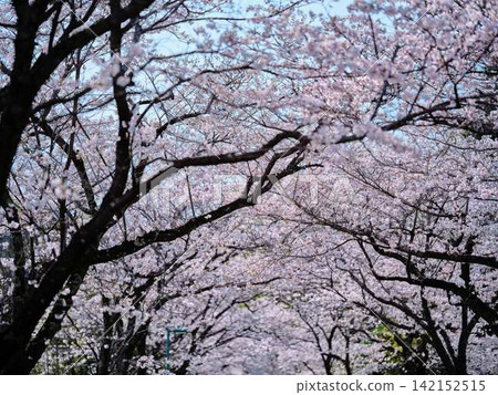 Cherry blossoms at univers Cherry blossoms at univers 142152515