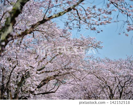 櫻花盛開 櫻花盛開 142152518