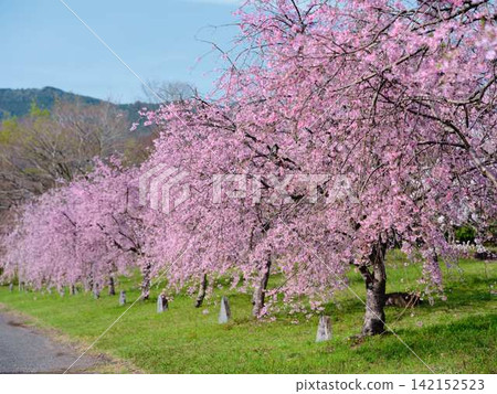 Cherry blossoms at univers Cherry blossoms at univers 142152523