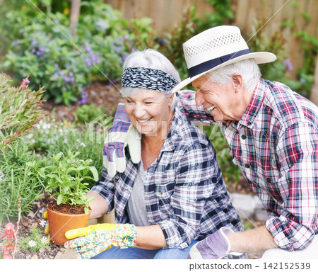 Senior couple, happiness and plant in garden for love, environment and sustainability in home. Man, woman and flowers outside for eco friendly, gardening and relax for retirement in countryside Senior couple, happiness and plant in garden for love, environment and sustainability in home. Man, woman and flowers outside for eco friendly, gardening and relax for retirement in countryside 142152539