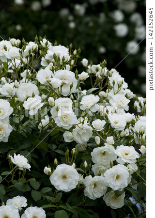 White roses are in bloom in the rose garden. The name of this rose is Iceberg (Schnewigen). White roses are in bloom in the rose garden. The name of this rose is Iceberg (Schnewigen). 142152645
