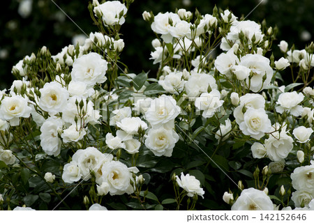 White roses are in bloom in the rose garden. The name of this rose is Iceberg (Schnewigen). White roses are in bloom in the rose garden. The name of this rose is Iceberg (Schnewigen). 142152646