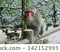 Japanese macaques grooming 142152993