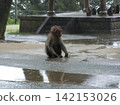 Lonely little monkey 142153026