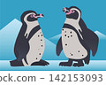 A set of illustrations of two Humboldt penguins - stylish vector graphics. 142153093