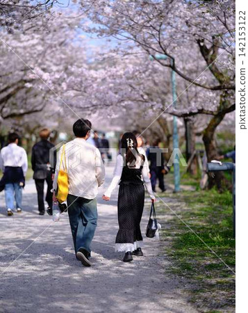 A couple walking in a park where cherry blossoms are in bloom. A couple walking in a park where cherry blossoms are in bloom. 142153122