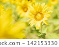 開花往太陽的向日葵 142153330