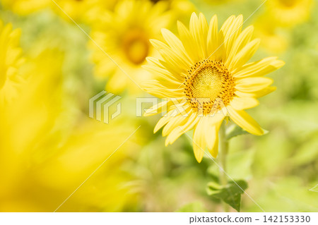 開花往太陽的向日葵 142153330