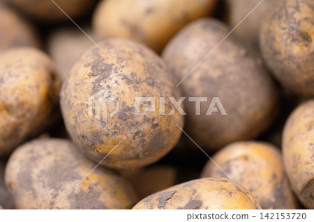 A close-up of freshly picked potatoes with soil. A pile of unwashed potato tubers after harvest. Autumn weapons. Vegetable market. A close-up of freshly picked potatoes with soil. A pile of unwashed potato tubers after harvest. Autumn weapons. Vegetable market. 142153720