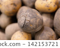 A close-up of freshly picked potatoes with soil. A pile of unwashed potato tubers after harvest. Autumn weapons. Vegetable market. 142153721
