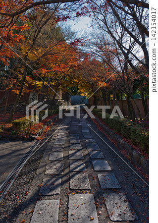 Autumn slope Autumn slope 142154017