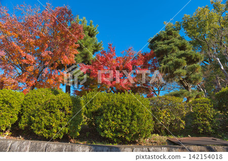 Autumn leaves in town 142154018