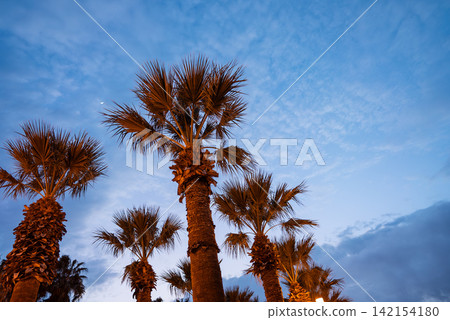 palm trees at blue sky background at dusk, California vacation wallpaper palm trees at blue sky background at dusk, California vacation wallpaper 142154180