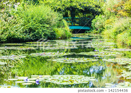高知縣莫奈花園池塘裡的睡蓮盛開 高知縣莫奈花園池塘裡的睡蓮盛開 142154436