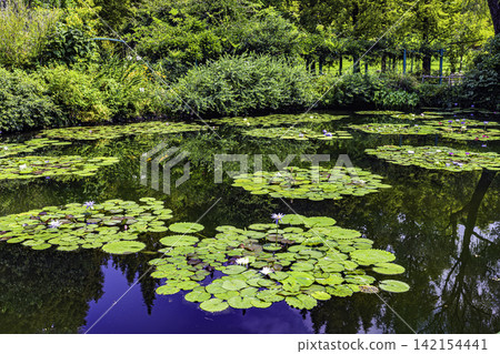 高知縣莫奈花園池塘裡的睡蓮盛開 高知縣莫奈花園池塘裡的睡蓮盛開 142154441