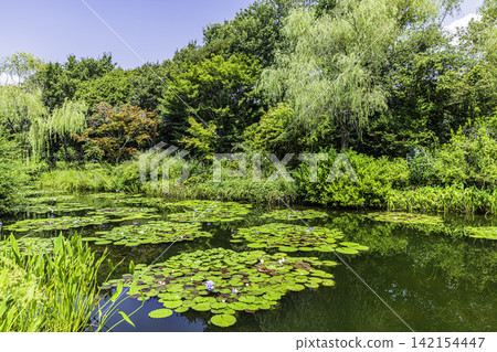 高知縣莫奈花園池塘裡的睡蓮盛開 高知縣莫奈花園池塘裡的睡蓮盛開 142154447