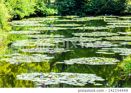 Water lilies blooming in the pond at Monet's Garden in Kochi Prefecture Water lilies blooming in the pond at Monet's Garden in Kochi Prefecture 142154449
