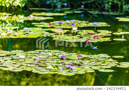 高知縣莫奈花園池塘裡的睡蓮盛開 高知縣莫奈花園池塘裡的睡蓮盛開 142154451
