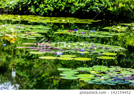 Water lilies blooming in the pond at Monet's Garden in Kochi Prefecture 142154452