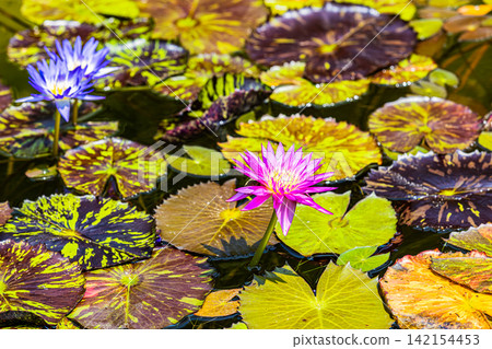 Water lilies blooming in the pond at Monet's Garden in Kochi Prefecture Water lilies blooming in the pond at Monet's Garden in Kochi Prefecture 142154453