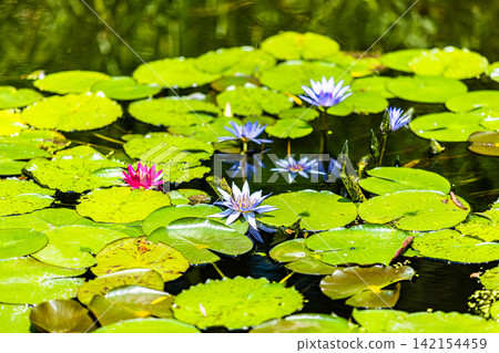 Water lilies blooming in the pond at Monet's Garden in Kochi Prefecture Water lilies blooming in the pond at Monet's Garden in Kochi Prefecture 142154459