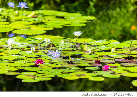 Water lilies blooming in the pond at Monet's Garden in Kochi Prefecture Water lilies blooming in the pond at Monet's Garden in Kochi Prefecture 142154463