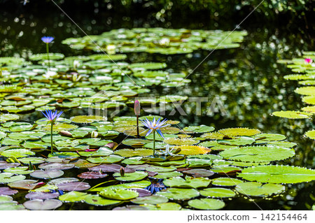 Water lilies blooming in the pond at Monet's Garden in Kochi Prefecture Water lilies blooming in the pond at Monet's Garden in Kochi Prefecture 142154464
