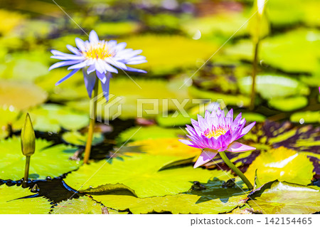 高知縣莫奈花園池塘裡的睡蓮盛開 高知縣莫奈花園池塘裡的睡蓮盛開 142154465