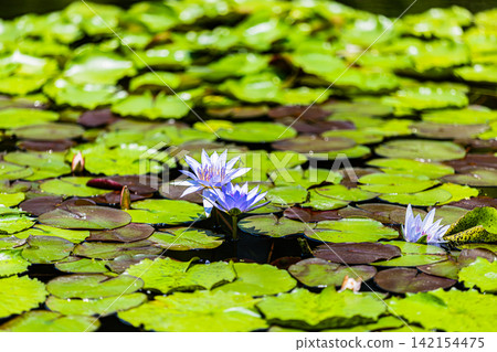 高知縣莫奈花園池塘裡的睡蓮盛開 高知縣莫奈花園池塘裡的睡蓮盛開 142154475