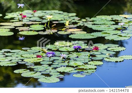 Water lilies blooming in the pond at Monet's Garden in Kochi Prefecture Water lilies blooming in the pond at Monet's Garden in Kochi Prefecture 142154478