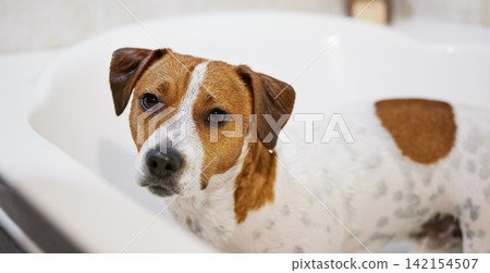Dog, bath and cleaning health in home for washing hygiene for bacteria with shampoo, grooming or wellness. Bathroom, animal and Jack Russell Terrier in apartment with pet owner care, love or dirty Dog, bath and cleaning health in home for washing hygiene for bacteria with shampoo, grooming or wellness. Bathroom, animal and Jack Russell Terrier in apartment with pet owner care, love or dirty 142154507