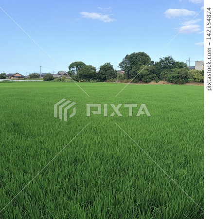 Green rice fields stretching out under a blue sky Green rice fields stretching out under a blue sky 142154824