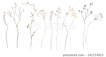 Watercolor Dried Botanical Set Hand-Painted Wild Grasses, Seed Pods and Herbarium Stems on White Background. Collection of illustrations umbellifers, branched stalks. Muted autumn colour palette. Watercolor Dried Botanical Set Hand-Painted Wild Grasses, Seed Pods and Herbarium Stems on White Background. Collection of illustrations umbellifers, branched stalks. Muted autumn colour palette. 142154923