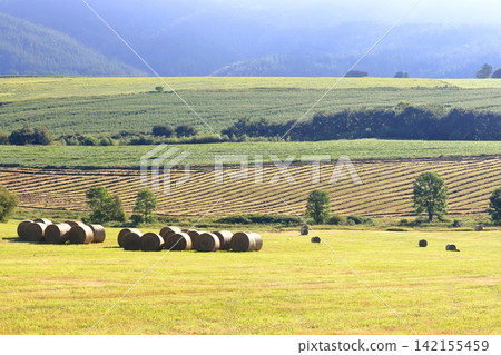 Summer in Hokkaido: Hay bales lined up in the hillside pastures. Summer in Hokkaido: Hay bales lined up in the hillside pastures. 142155459