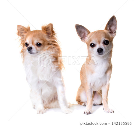 two chihuahuas in studio two chihuahuas in studio 142155595