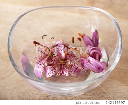 plant tincture in studio plant tincture in studio 142155597