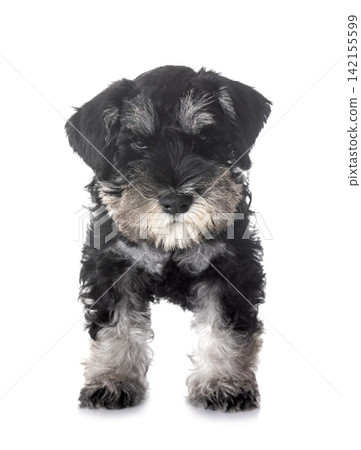 puppy miniature schnauzer puppy miniature schnauzer 142155599
