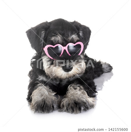 puppy miniature schnauzer puppy miniature schnauzer 142155600