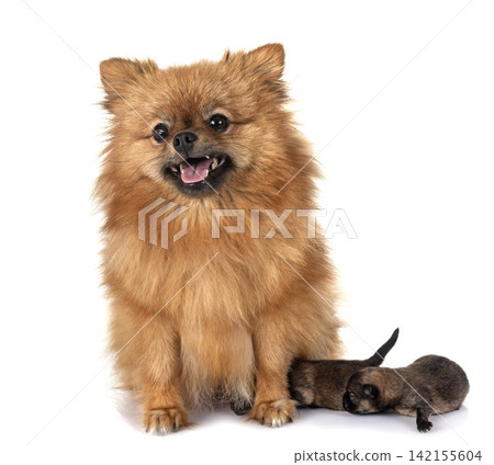 puppy pomeranian and mother puppy pomeranian and mother 142155604