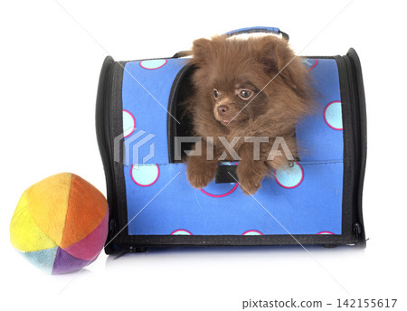 puppy pomeranian in studio puppy pomeranian in studio 142155617