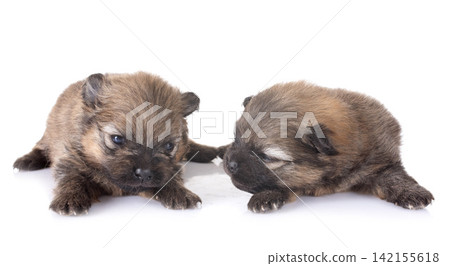 puppies pomeranian in studio puppies pomeranian in studio 142155618