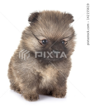 puppy pomeranian in studio puppy pomeranian in studio 142155619