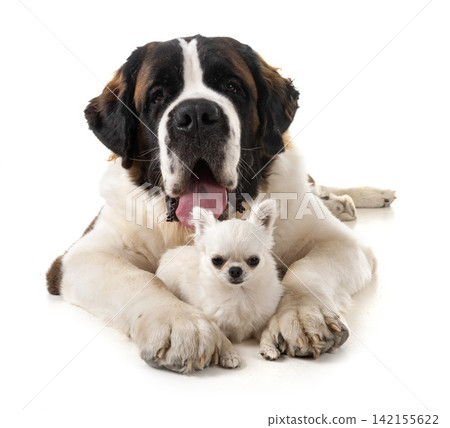 saint bernard and chihuahua saint bernard and chihuahua 142155622