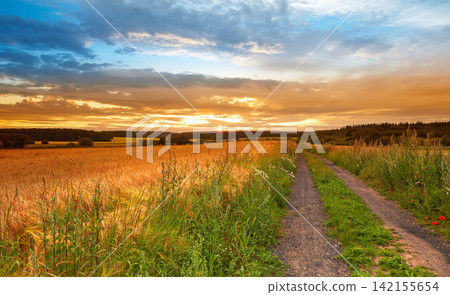 Field, countryside and outdoor with sunset, environment and nature with a dirt road and adventure with leaves. Path, clouds and growth with landscape and summer with agriculture, journey and plants 142155654