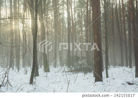 Fog in the snow-covered forest Fog in the snow-covered forest 142155817