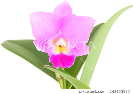 卡特蘭 Cosmo Aloha,粉紅色花朵,在明亮的背景下顯得格外醒目。 卡特蘭 Cosmo Aloha,粉紅色花朵,在明亮的背景下顯得格外醒目。 142155923